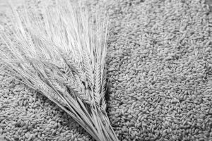 Barley,Grains,As,Background,,Top,View