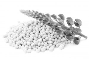 Flower,And,Seeds,Of,Lupine,On,A,White,Background.,Lupinus