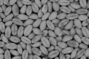 weizen-ge97a2d96a_1920whiteblack
